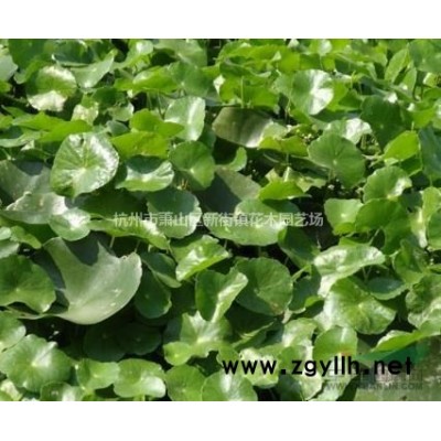 **低价供应大叶黄杨小苗 欢迎随时联系