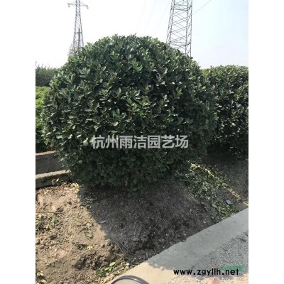 大量低价直销大叶黄杨小苗 价格低 苗子好