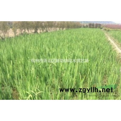 处理价供应白蜡 国槐 山楂树 樱桃树等大量苗木 征地价！！