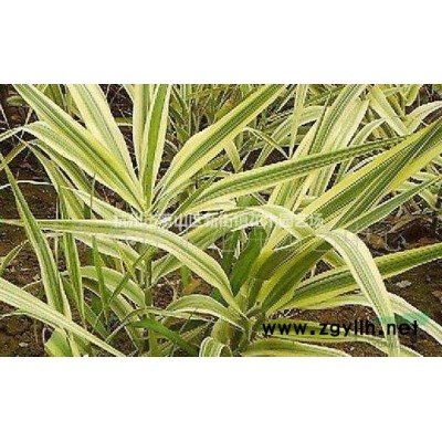 大量供应树状月季 各类月季苗