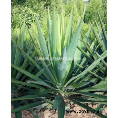 本苗圃大量供应17公分榉树 2-30公分均有售 欢迎随时联系