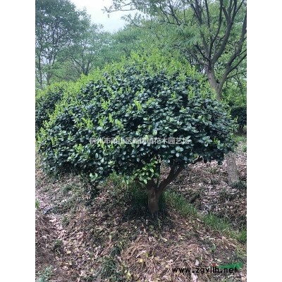 常年供应雪松，欢迎联系！