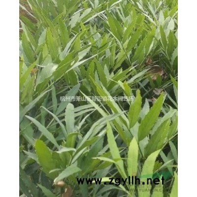 大量供应青珊瑚法国冬青H80-4米