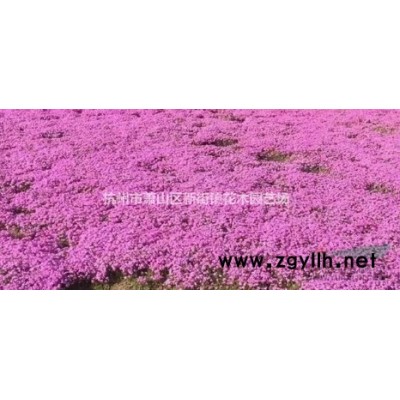 低价处理4-5公分樱花 需要的请抓紧联系！