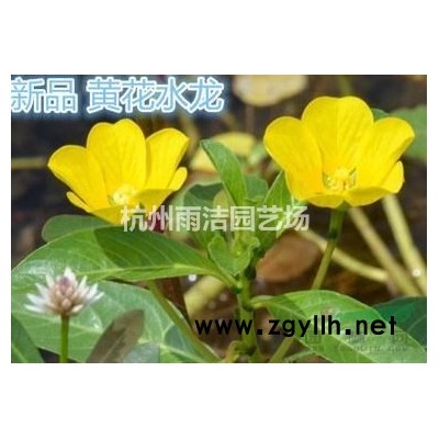 八仙花地栽毛球大量热销中，欢迎您随时来电订购！价格美丽