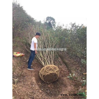 供应浙江紫花地丁信息