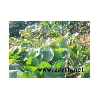 供应浙江红蓼*新报价/红蓼图片