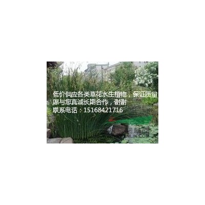 供应浙江银叶石菖蒲介绍