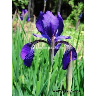 供应泽苔供应/泽苔图片