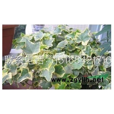 供应浙江紫穗狼尾草