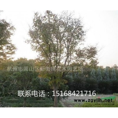 供应浙江花叶蔓长春/花叶长春蔓