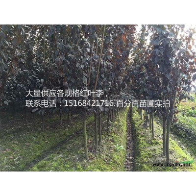 供应浙江萧山天人菊