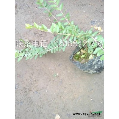 睡莲，红花睡莲，黄花睡莲，太空莲