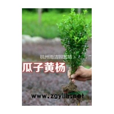 黑三菱，三棱、泡三棱，各种水生植物