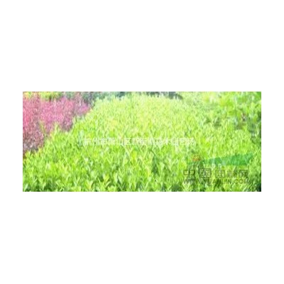 **专业的水生植物草花供应商 大量出售花叶菖蒲 花叶芦竹