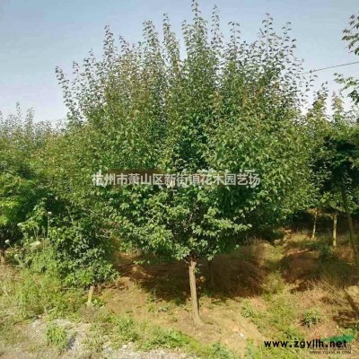 大量供应各类水生植物，**低价的水生植物草花哪家好。美人蕉