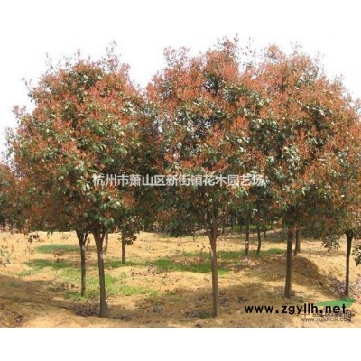 大量供应花叶芦竹 *专业物流配送 0费用