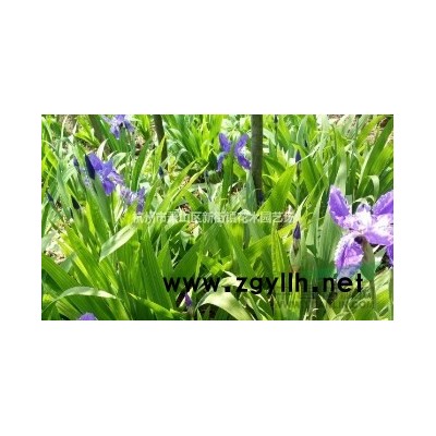 大量供应睡莲 王莲 各类草花水生植物*专业 *低价欢迎联系