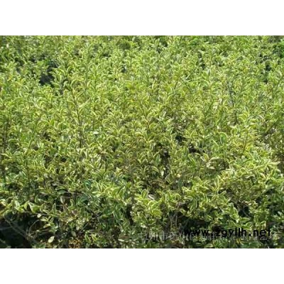 低价供应各类果树 枇杷 橘子 金橘 蜜桔等