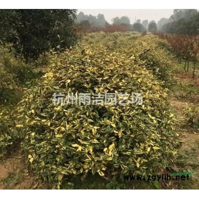 浙江地区常年供应落羽衫 6公分落羽杉 落羽杉6公分 池衫水杉