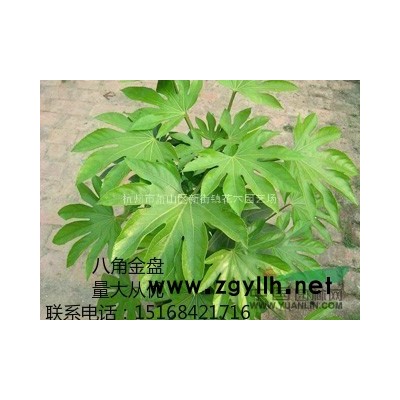 全年供应榉树，红榉，12公分红榉树。价格实惠，质量保证！