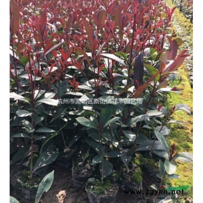 低价直销合欢 国槐等 欢迎随时联系！谢谢