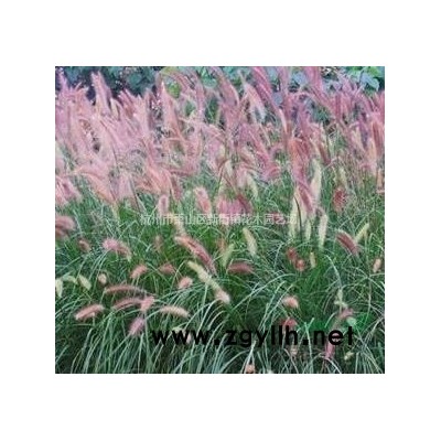 供应浙江花叶芒*新报价/花叶芒图片