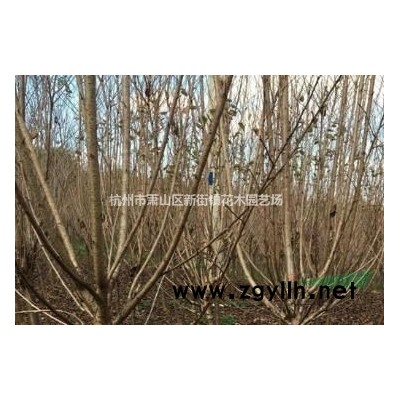 供应金线水葱图片\金线水葱报价