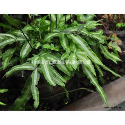 供应浙江迷迭香*新报价