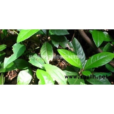 狭叶十大功劳、华南十大功劳、刺黄檗、刺黄柏、土黄柏