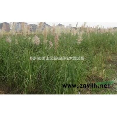 矾根 盆栽花苗 观叶植物多色多年生彩叶草花卉 小小苗 耐寒植