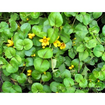 浙江哪家做水生植物草花价*低 *专业 选我们 常年供应再力花