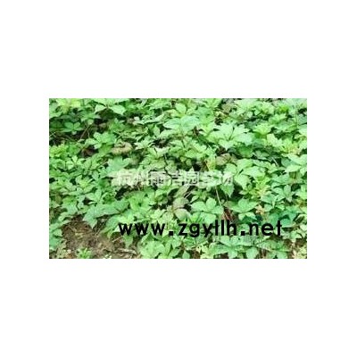 浙江哪家做水生植物草花*低价 价低 *专业 选我们 细叶莎草