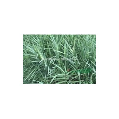 常年供应大花萱草 兰花三七 毛鹃 杜鹃 毛杜鹃