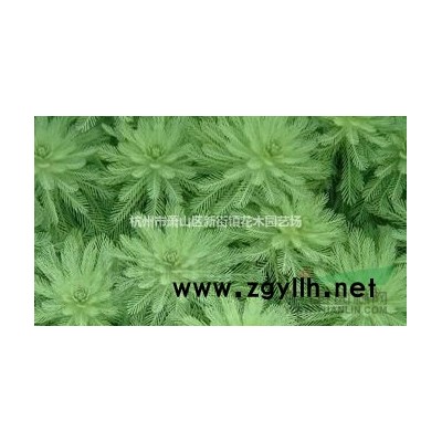 大量供应各类水生植物 旱伞草 西伯利亚鸢尾 玉簪 兰花三七等