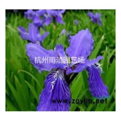 大量供应大叶吴凤草 无风草 大叶无风草地栽 盆栽 欢迎联系