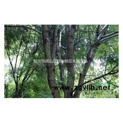 大量供应小矾根