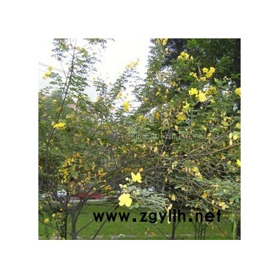 低价供应龙柏 龙柏接苗 小龙柏 桧柏1.5-2米