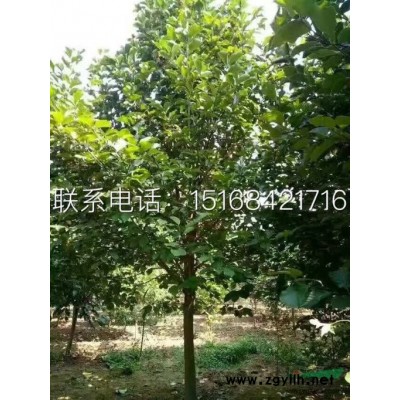 供应红叶复叶槭