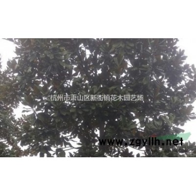 苗圃常年供应落羽杉 价格低质量好！！欢迎随时来电联系，谢谢！