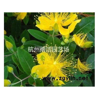 常年热销落羽杉10公分 10公分落羽杉 水杉池衫等，欢迎联系