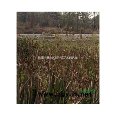 低价供应落羽杉4公分 4公分落羽杉 池衫 水杉等，欢迎联系！