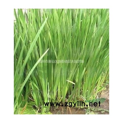 浙江地区供应低价榉树 红榉树 质量保证价格实惠 8公分榉树