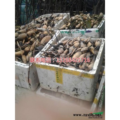 大量供应杜英，价格实惠 欢迎联系！