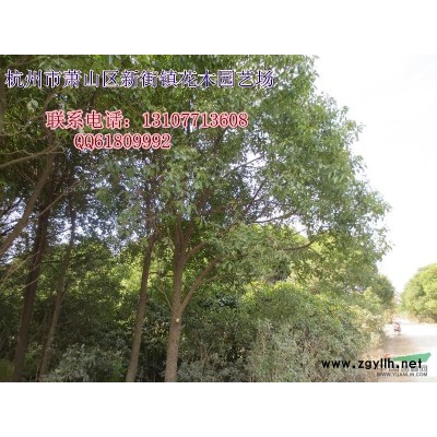 大量供应法国冬青青珊瑚盆栽，欢迎联系！