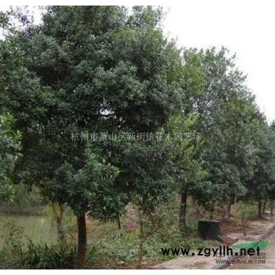 常年供应花石榴P100-350，欢迎联系！