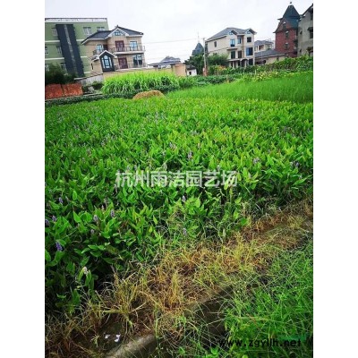 低价直销桂花 各规格 承接各类苗木低价配送 欢迎联系！