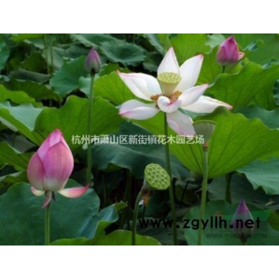 现货供应爬山虎 爬墙虎 低价热销中