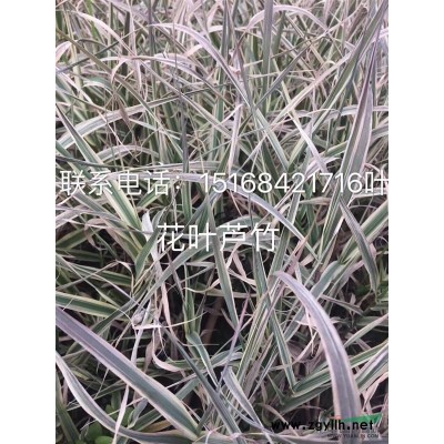 大量热销鸡爪槭、垂丝海棠、女贞球、大叶栀子球等，欢迎联系！