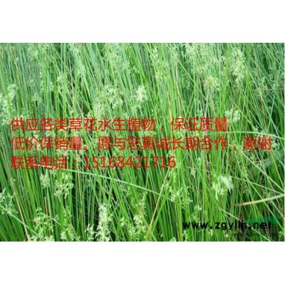 自产自销，百子莲、蜘蛛蓝盆栽 地栽、常绿萱草、菲白竹等